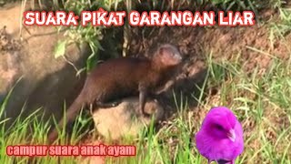Download lagu suara pikat garangan ampuh 100%.kombinasi suara anak ayam mp3