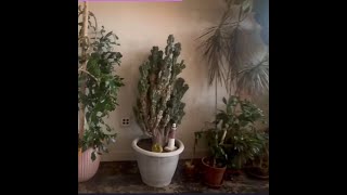 Cactus Garden