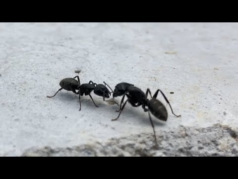 Camponotus vagus / Mravec drevokaz stretne a pozdraví kolegu