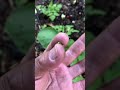 Something eating my radishes | Grow it Angel