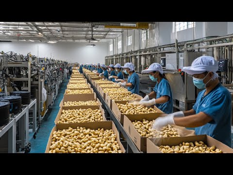 The Largest Cashew Nut Production Line You Should See