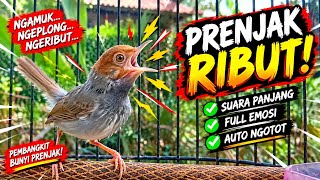 Download lagu AUTO RIBUT! PRENJAK NYAUT mp3