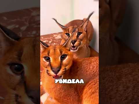 Каракал внезапно начал странно себя вести — причина шокировала девушку