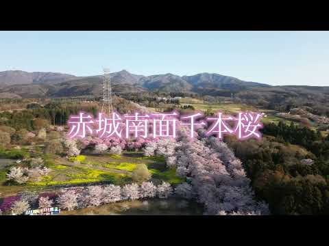 【ドローン空撮】赤城南面千本桜（令和5年4月4日撮影）