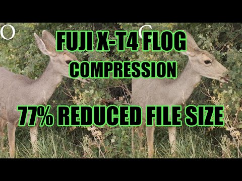 Fuji X-T4 F-LOG STILL WILDLIFE Video Compression Comparison - 77% Decreased File Size