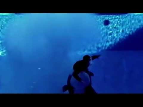 Blackfish - Official Teaser