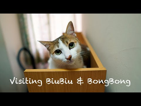 A fine day at home and visiting BiuBiu 😺 & BongBong 😸