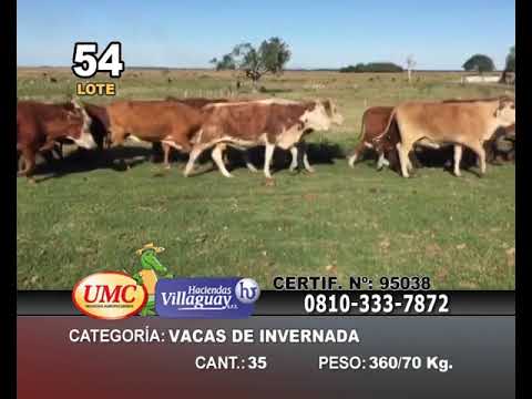 Lote 35 Vacas de invernar en Mercedes, Corrientes
