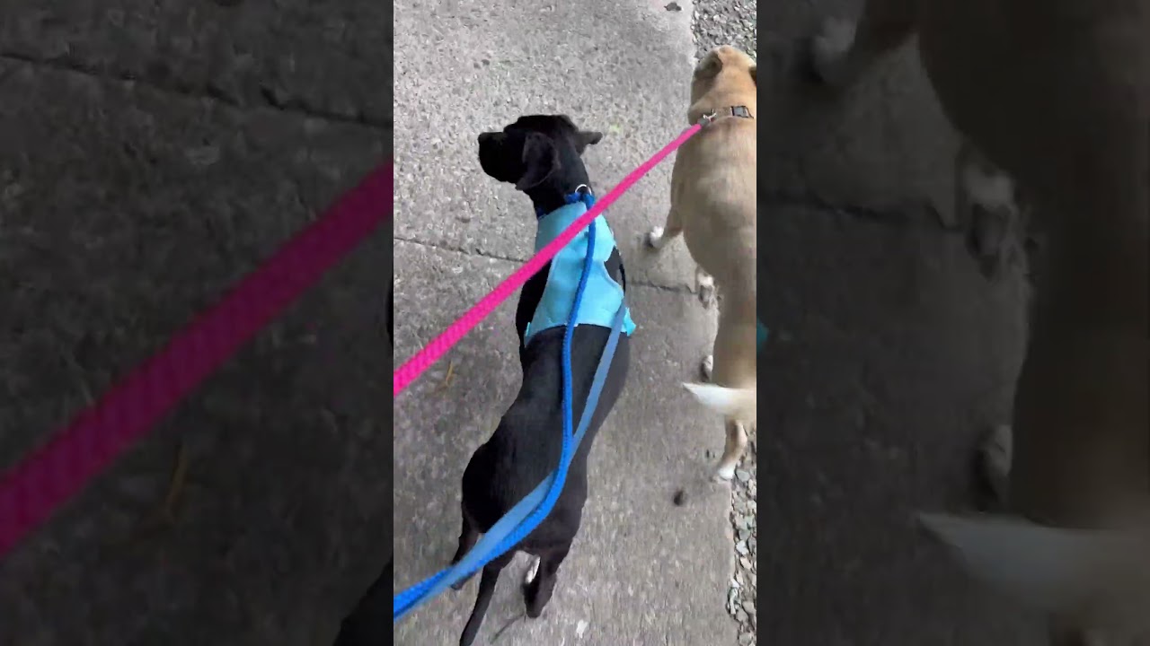 Enlarge Bart, a Adoptable Pit Bull Terrier in Greensboro, NC video 6/6