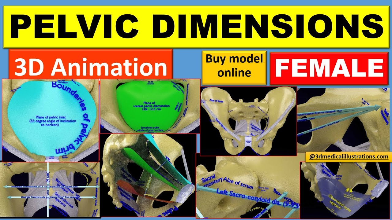 Female pelvis dimensions pelvimetry 3D Model