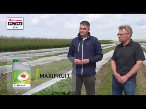 Nawożenie malin  na plantacji polowej - biostymulacja się sprawdza