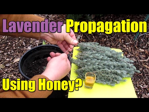 , title : 'Propagating Semi-Hardwood Lavender Cuttings Using Honey?!?'