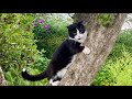Tuxedo Cat In The Apple Tree Gets A Treat
