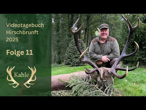 Ein stattlicher 12er liegt auf der Strecke! Hirschbrunft in Masuren / Polen | Tag 11