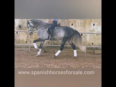PRE stallion 165cm 2014 REF:226