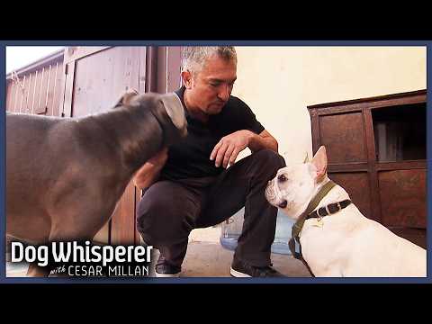 Rhona Mitra's Aggressive French Bulldog Picks A Fight With Everyone |Dog Whisperer With Cesar Millan