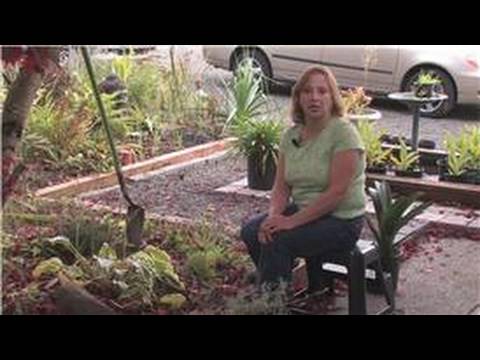 Gardening Tips : How to Grow Snapdragons