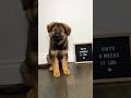 German Shepherd Puppy Transformation