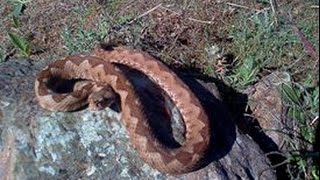preview picture of video 'Herping June,5,2012 - Long - Nosed Viper ( Vipera Ammodytes )'