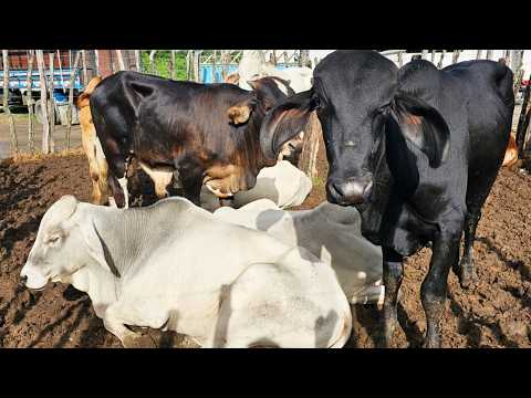 FEIRA DE GADO EM AGRESTINAPE  24-04-2026 #nordeste