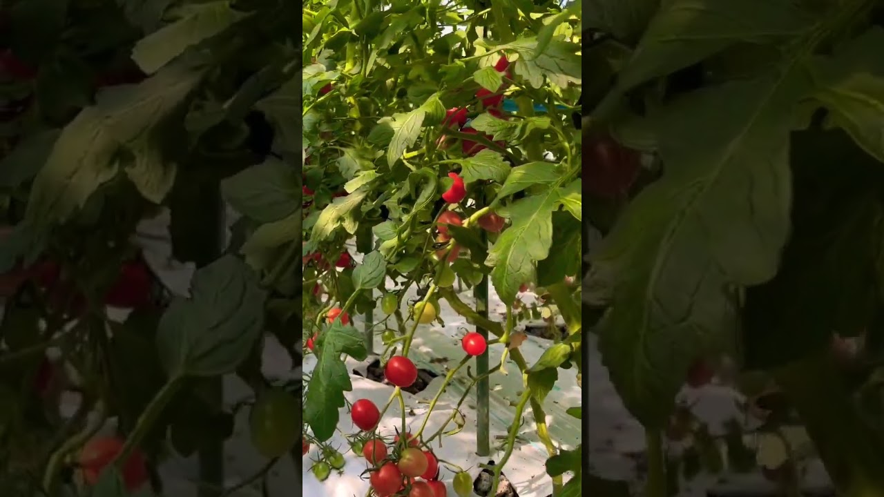 Mini Tomato in Japan 🍅 #japanfarming #Japanagriculture #ミニトマト #kumamoto