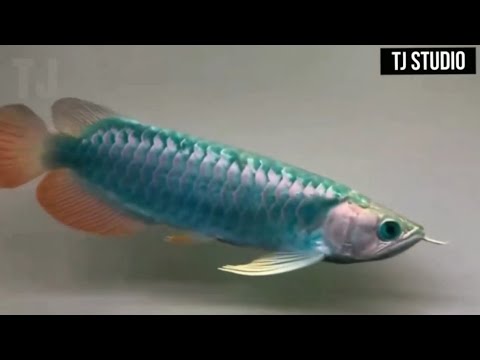 Top 10 Rare Arowana Fishes in the World!