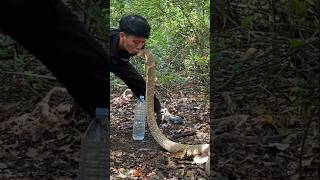 Download lagu It turns out that this snake can stand very tall #viralvideo #shortvideo #bigsnake #wildliferescue mp3 Download lagu It turns out that this snake can stand very tall #viralvideo #shortvideo #bigsnake #wildliferescue mp3