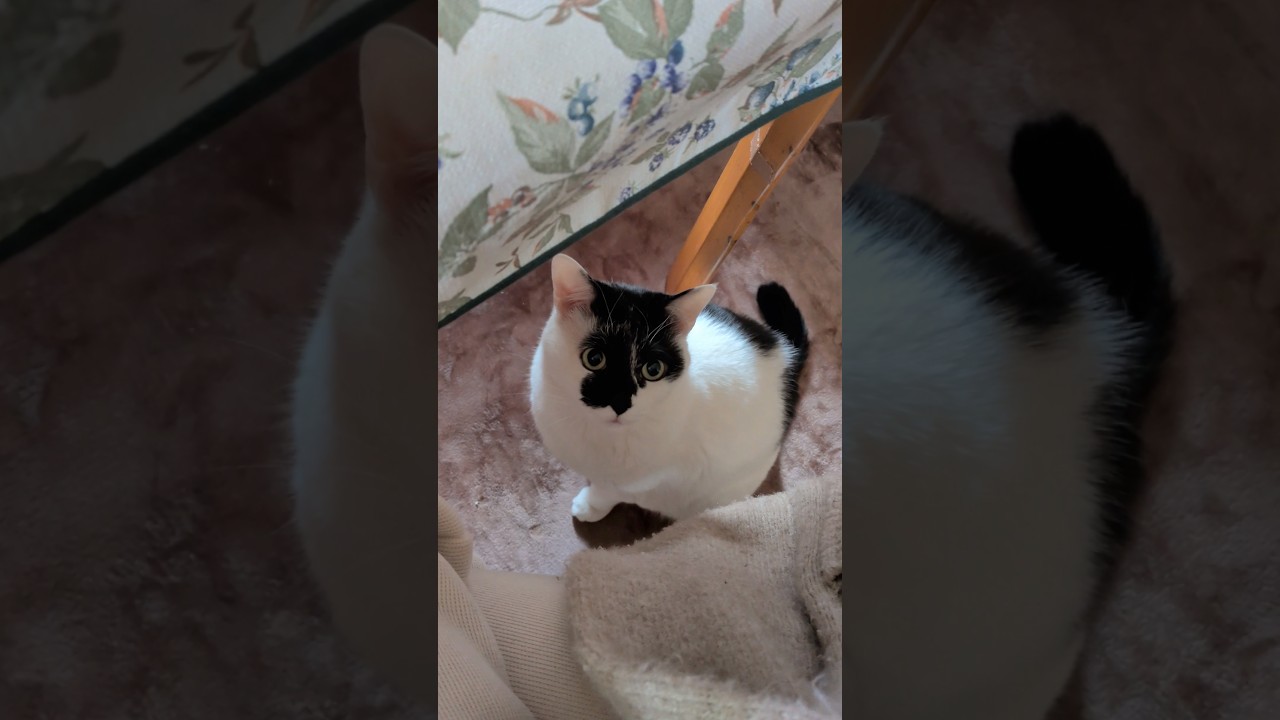 ある日の事でございます。