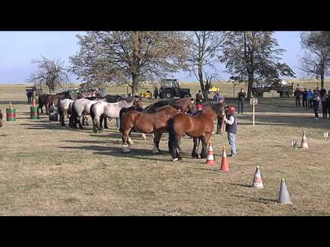 Dvojspřeží: Formanská jízda - Kompletní TV záznam MČR chladnokrevných koní 2015