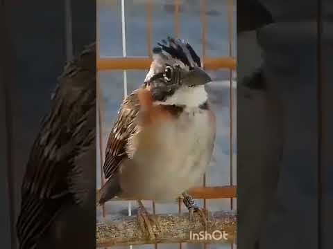 💥 TICO TICO JESUS MEU DEUS ! FANTASTICO