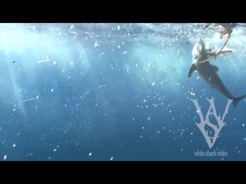 Mako Shark VS. Great White Shark: WSV