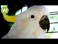 Australian Bird And Reptile Exports 30 Years Ago Animal Trafficking EP 4
