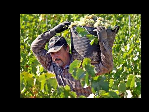 Ich bin der Weinstock  * christliches Lied *