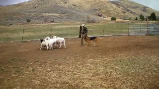 preview picture of video ''Cuda Sheep Herding 1'