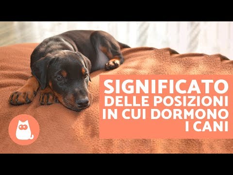 Pomata per il mal di schiena in fase di riscaldamento Per le articolazioni e legamenti cani