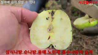 [사과재배2021] 습격 당할 수 있다