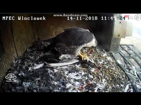 MPEC Włocławek Poland - Glinka alarm and lunch -  2018 11 14 11 17