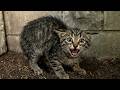 Scared Feral Kitten Trusts A Human For The First Time