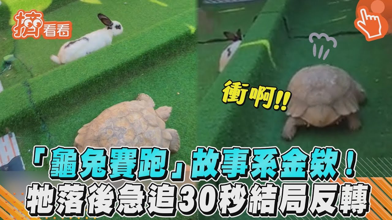 影音/「龜兔賽跑」故事系金欸!牠落後急追30秒結局反轉