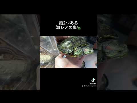 This super rare two-headed turtle is amazing!