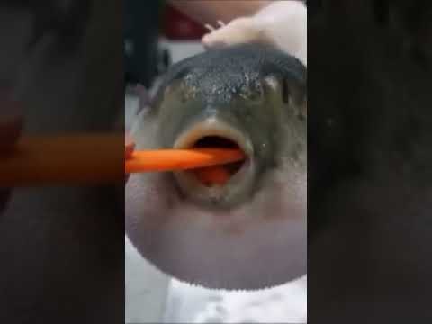 Funny Puffer fish eating carrot￼