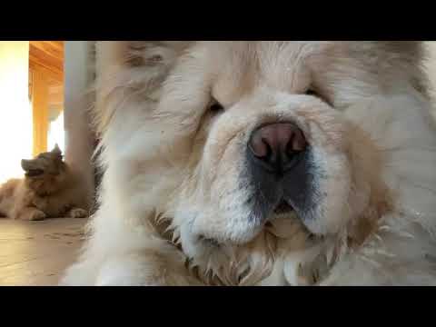 Our Dog, The Boris, Has a Drinking Problem