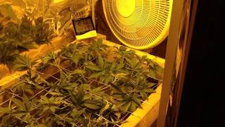 Blueberry Gum Week 6 (Veg) Medical Marijuana Grow