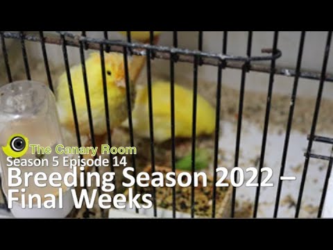 The Canary Room - Season 5 Episode 14 The final weeks of the 2022 Breeding Season