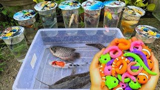Download lagu Unboxing Telur Ikan CUPANG, Ikan Mas, Ikan Lele, Ikan Hias, Guppy, Koi, Ikan CHANNA, Belut Moray mp3