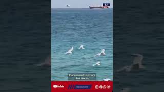Oman delivered a proposal to Iran for regional joint management of the Strait of Hormuz and only vol
