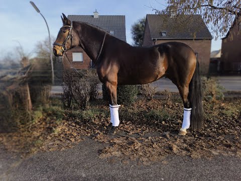 Fashion Princess: FASHION IN BLACK NRW x RASCALINO - 2021 mare