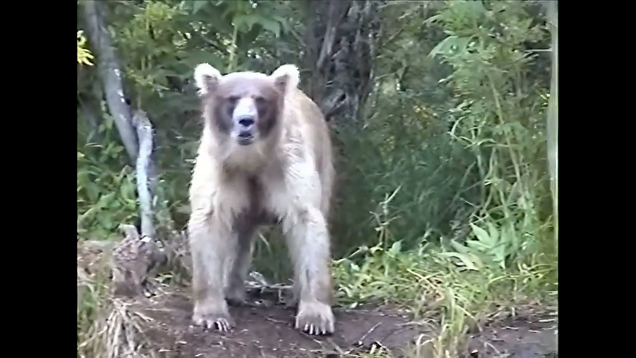 KAMCHATKA / BEAR and FISH (English Edition) (Enhanced 4K)