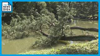 名古屋･名城公園で倒木や枝折れ相次ぐ 約10メートルの木が…一体なぜ？ クロマツなどを中心に緊急点検を実施