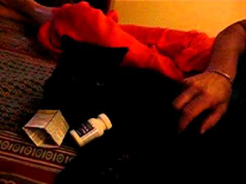 Luna the Tylenol cat